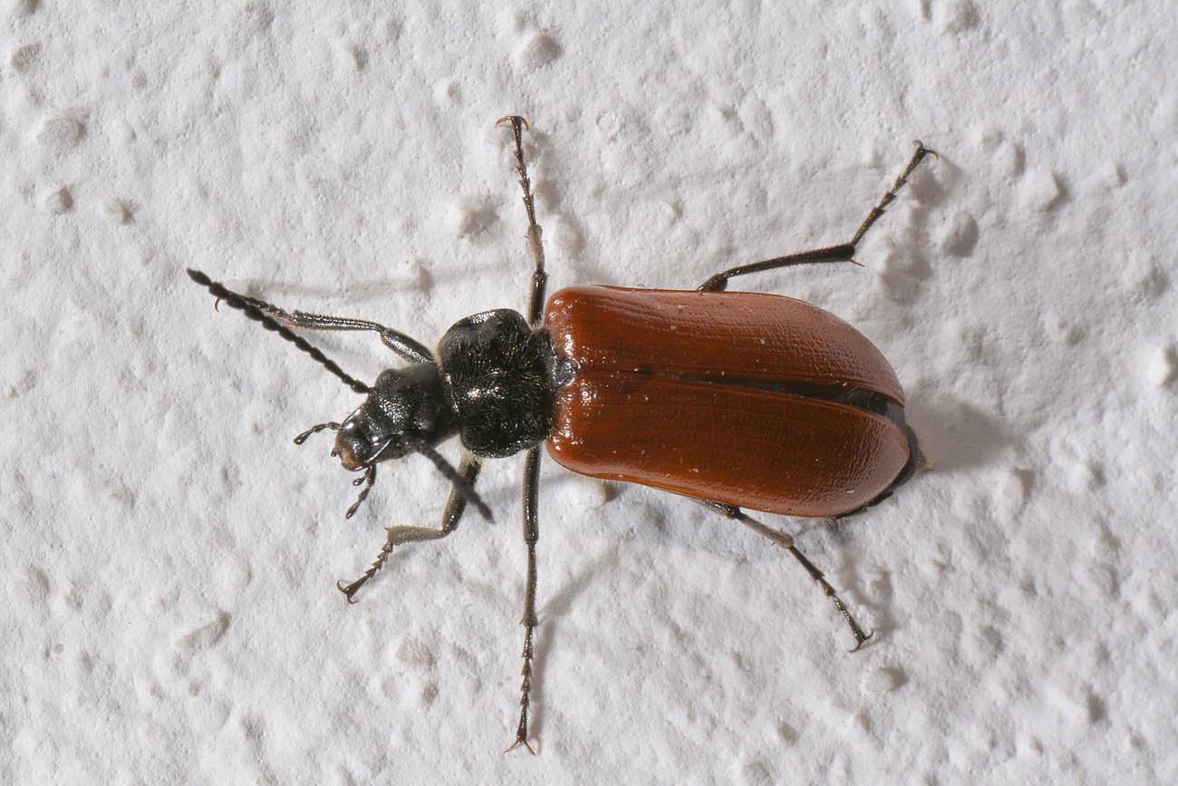 Tenebrionidae:  cfr. Omophlus lepturoides